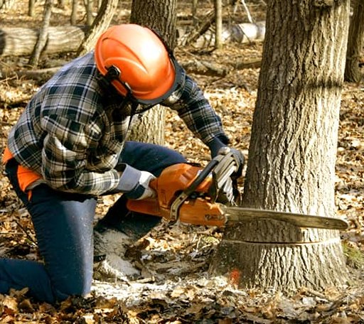 Tree Removal in Hoyt, KS